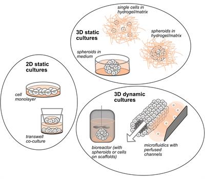 New Advances in the Study of Bone Tumors: A Lesson From the 3D Environment